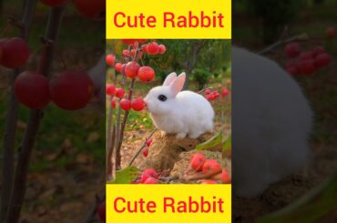 Cute rabbit eating cherry#shorts#rabbit