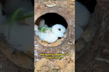 This cute bunny has a lovely home #shorts