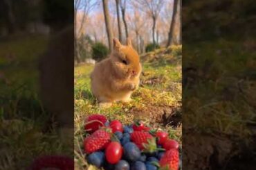 #cute #bunny #rabbit