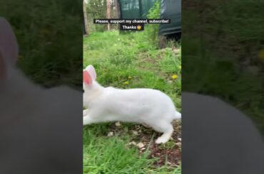 My cute bunny! #shorts #farm #fattoria #country #cute #garden #abruzzo