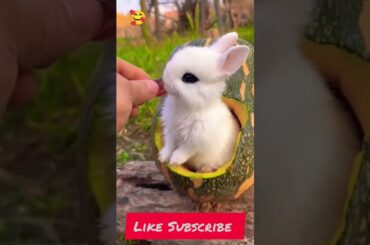 the cute rabbit eating grapes #rabbit #shortvideo #youtubeshorts #ytshort