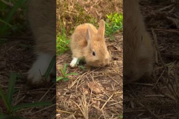 CUTE RABBIT #rabbit #shortsvideo #cute