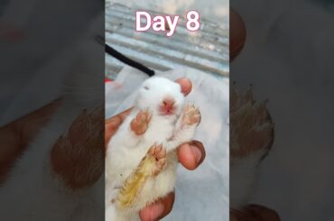 OMG Animal - Little Baby Rabbit Growing Up #shorts