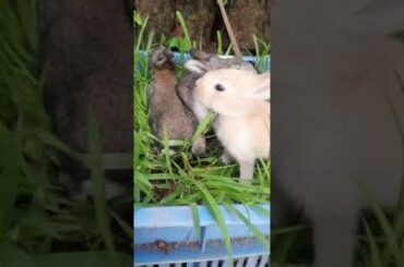 #shorts#Rabbit#Bunny#Khorhosh#cute#baby
