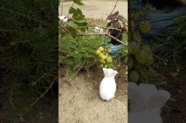 maa #rabbitbaby #rabbit #cuterabbit #newbornbaby #rabbitrabbit #cutepet #puppy #bunny