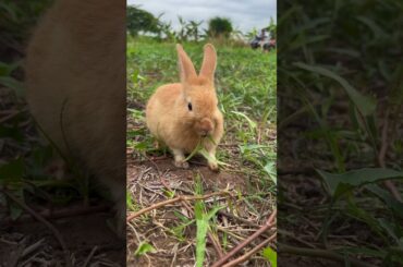 CUTE RABBIT #rabbit #short #cute