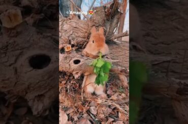 cute rabbit eating #shorts #shortvideo #youtubeshorts