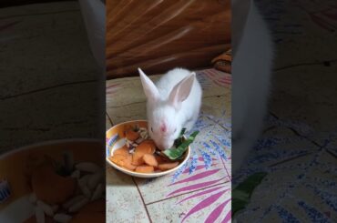 so cute Bunny/@cutebunnies193