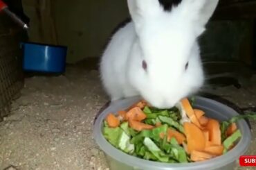 Cute Baby Bunny Rabbit | Birds and Animals Planet