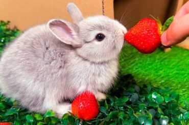 Cute Baby Bunny picking strawberries in the Garden