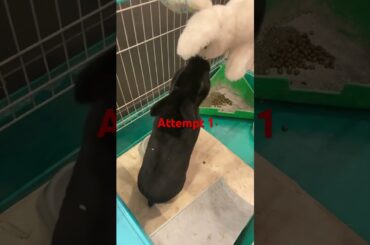 Bunbun failes #2 #bunny #rabbitrabbit #littlebunny  #cute #petbunny #cuterabbit #shortsfeed #shorts