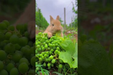 Charming Critter Haven#cute #rabbit#shorts #ytshorts