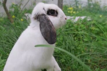 Cute Rabbit | Rabbit Compilation