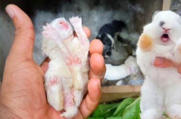 Rabbit screaming | So So Cute Baby rabbits sweet Sounds - Rabbit crying