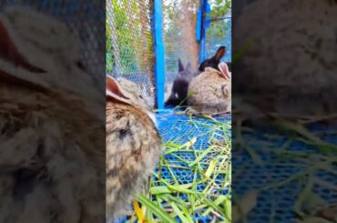 DoDo HosS - Cute Baby Rabbits #pets