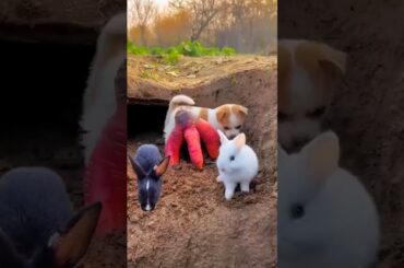 Cute Rabbit - baby rabbits growing up #animals #shorts