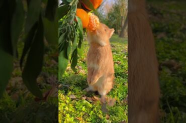 Charming Critter Haven#cute #rabbit#ytshorts #tranding #shorts