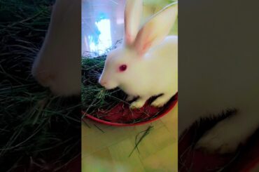 #rabbit bunny#rabbit bunny eating green grass#new video#nice#movement#cute#animals#shorts#viral