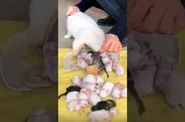 Rabbit growth - baby rabbits grow Up #animals