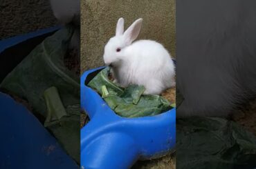 cute bunny eating #shortvideo#youtubeshorts