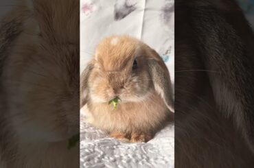 Cute Bunny eating salad #shorts