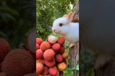 Cute Rabbit - Baby rabbit growing up day by day #animals #rabbit