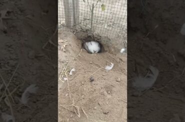 Rabbit mom, baby came out after feeding