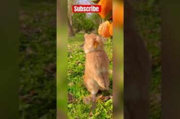 Cute Baby Rabbits #trending #viral #fruit #rabbit #views #ad #beauty #babyshorts #cuterabbit #tiktok