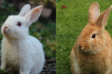 Baby Rabbits- Cute and Funny Rabbit Videos Compilation | Cute Baby Animals