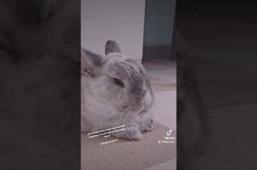 rabbit day dreaming... #rabbitbunny #rabbitsleeping #bunny #cutebunny #rabbitshort