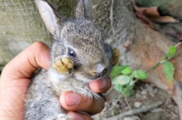 Cute Bunny - Found a screaming baby rabbit in my garden