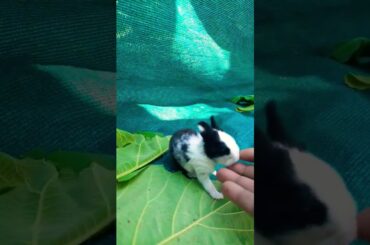 Cute bunny.#rabbit #nature