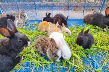 Peaceful Baby Rabbits | Cute Baby rabbit sounds ASMR