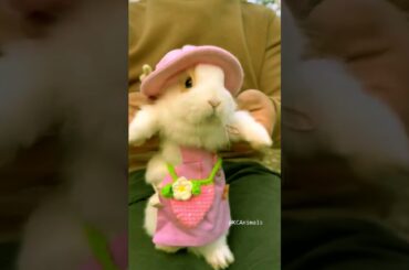 Cute rabbit