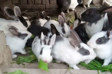 Cute Baby Rabbits | Bunny | Funny | Easter Bunny | New Born Baby Rabbits |