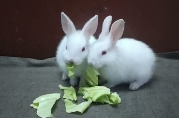 Baby bunny is eating cabbage|cute rabbit|baby Rabbit|@Henrychannelofficial.