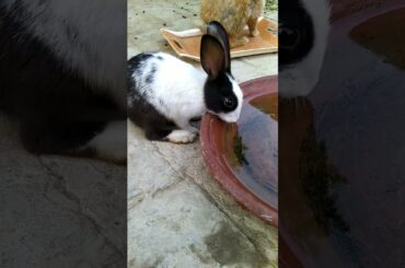 cute rabbit drinking water #love #arabic #subscribe #rabbit #shorts #reels #cute #nature#saveanimals