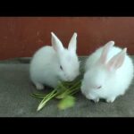 Baby Rabbit is eating green coriander leaves|cute rabbit|baby Rabbit|@Henrychannelofficial.