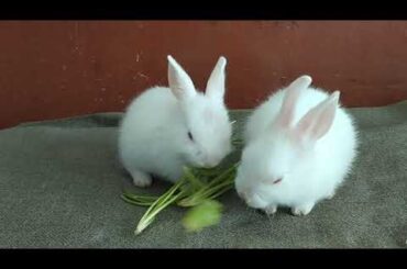 Baby Rabbit is eating green coriander leaves|cute rabbit|baby Rabbit|@Henrychannelofficial.