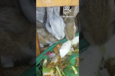 Rabit feeding #cute #rabbit #shorts #trending #viral
