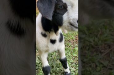 Cute baby Goat