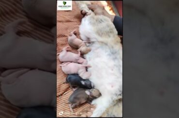 Cute baby rabbit #shorts #rabbit #youtubeshorts #animal #viralshort #babyrabbit #moments #rabbits