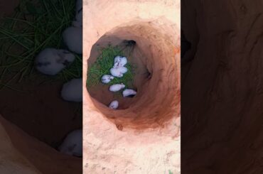 Cute Rabbits || Baby rabbits #shorts #viral #rabbit #cute