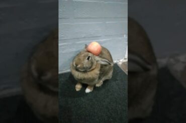 Cute bunnies rabbit Shorts #cutebunny #videoshort #rabbits #lilybunny