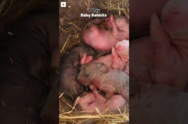 Cute Baby Rabbits 1-25 days growing | young life Bunnies #rabbit #cute #bunny #baby