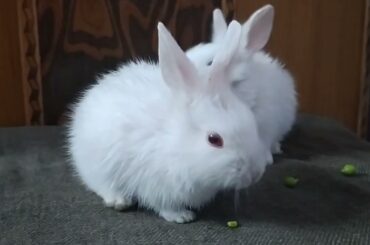 Baby Rabbit is eating pea|cute rabbit|baby Rabbit|@Henrychannelofficial.