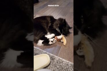Tuxedo cat's cute bunny kicks!