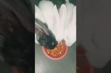 baby bunny eating#shorts