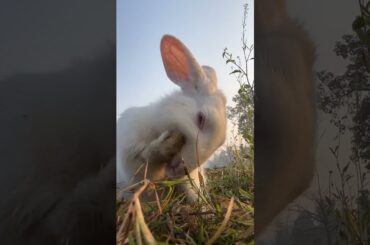 Cute rabbit washes himself #short