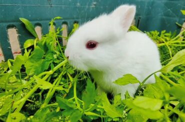 Cute baby BUNNY RABBIT Activity